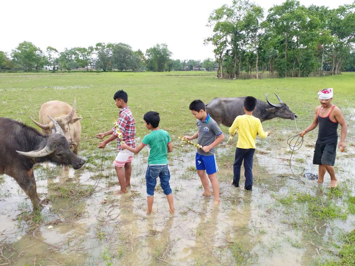 Goru Bihu Celebrations Mark the Joyous Start of Rongali Bihu in Assam