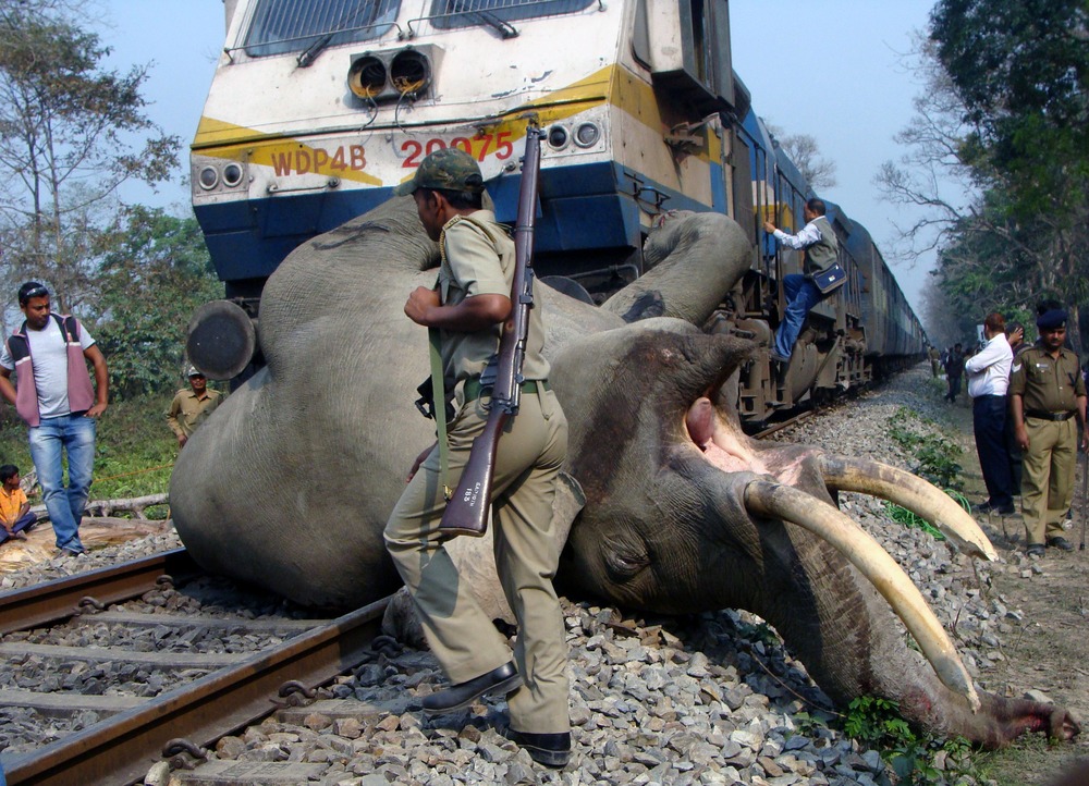 Rajdhani Express Derails After Colliding With 7 Elephant