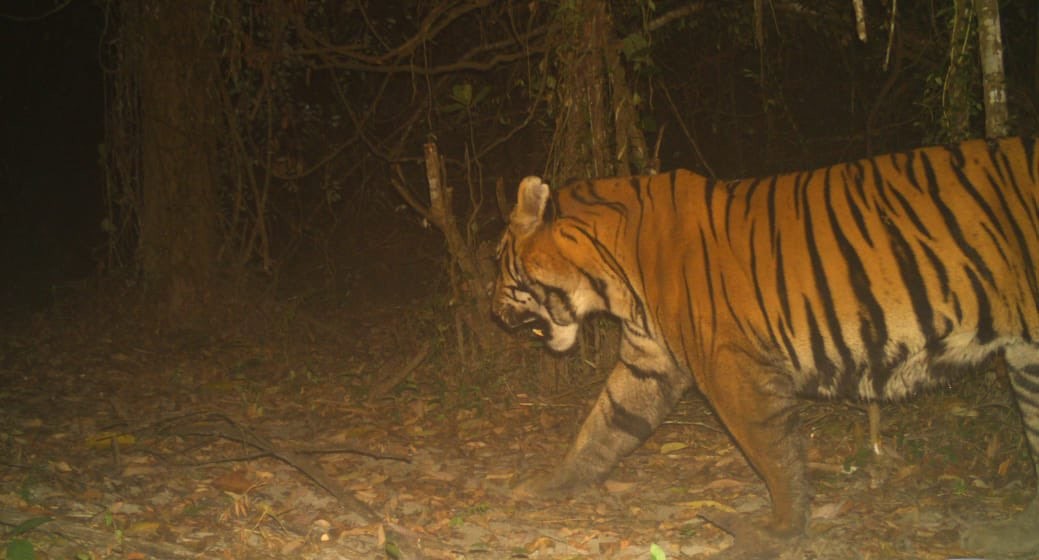Stripes in the Mist: A Tiger’s Silent Homecoming to Dibru-Saikhowa