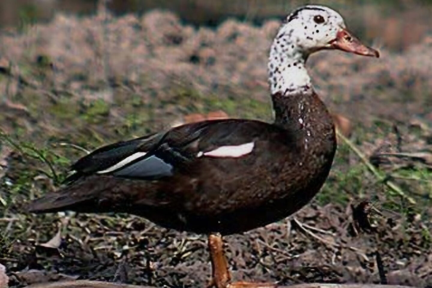 Assam’s State Bird on the Edge: White-Winged Wood Duck Fights a Quiet Battle for Survival