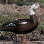 White-Winged Wood Duck