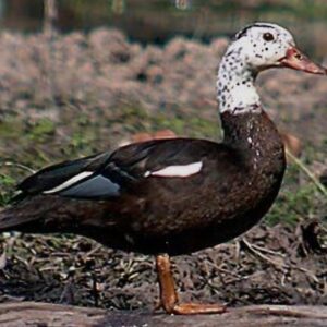 White-Winged Wood Duck