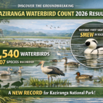 Record 105,540 Birds & Rare Smew Sight Boost Kaziranga Glory!