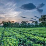 Assam Tea Garden