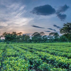 Assam Tea Garden