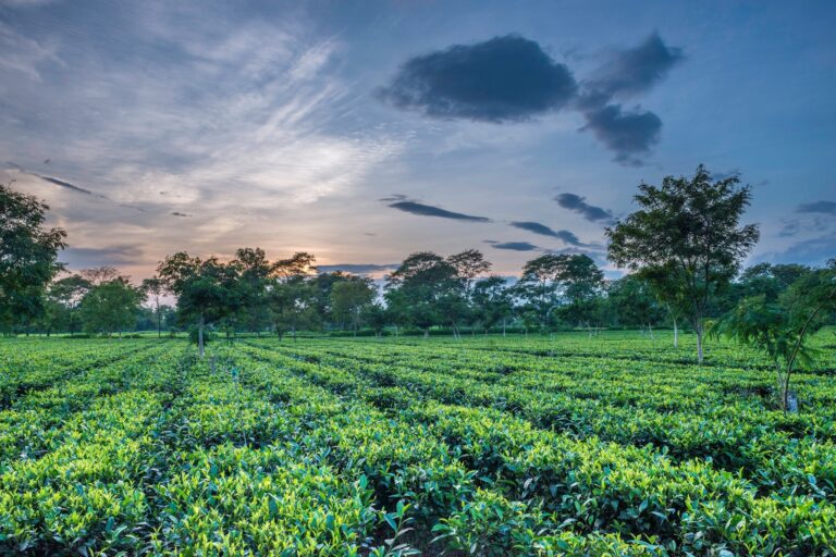 Assam Tea Garden