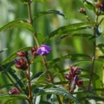 Zubeengargiana: 1 Stunning New Species Honors Assam's Icon