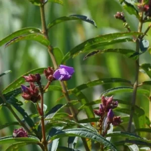 Zubeengargiana: 1 Stunning New Species Honors Assam's Icon