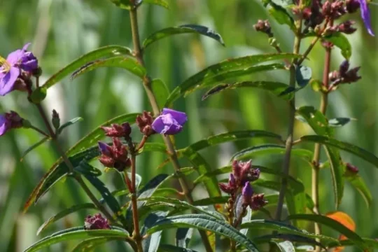 Zubeengargiana: 1 Stunning New Species Honors Assam's Icon