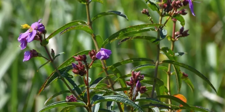 Zubeengargiana: 1 Stunning New Species Honors Assam's Icon