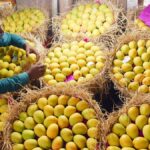 Shocking Japan Bans Indian Mango Exports After 20 Years