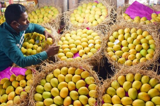 Shocking Japan Bans Indian Mango Exports After 20 Years