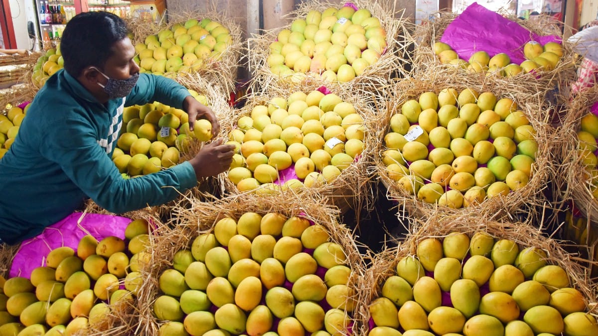 Shocking Japan Bans Indian Mango Exports After 20 Years