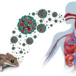 WHO Ends Deadly Hantavirus Cruise Outbreak: 13 Cases!
