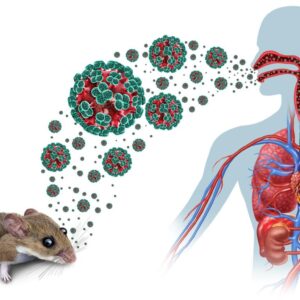 WHO Ends Deadly Hantavirus Cruise Outbreak: 13 Cases!