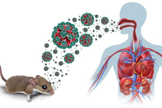 WHO Ends Deadly Hantavirus Cruise Outbreak: 13 Cases!