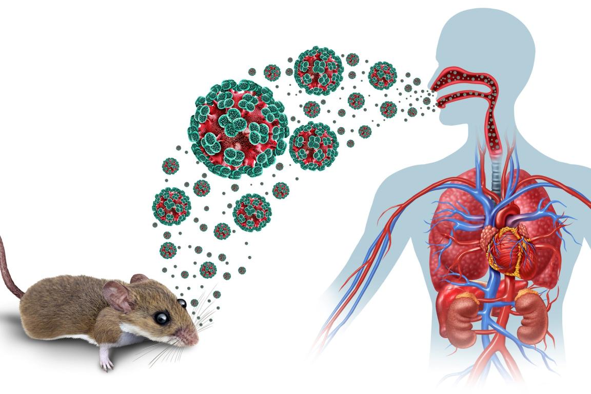 WHO Ends Deadly Hantavirus Cruise Outbreak: 13 Cases!