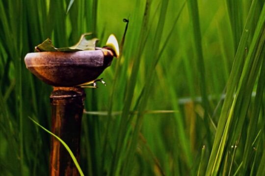Kati Bihu 2026: 3 Powerful Reasons for Hope Amid Scarcity